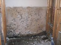 images/gallery/mold-damage/101425.1000719.jpg
