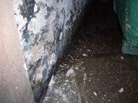 images/gallery/mold-damage/490888.1000649.jpg