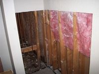 images/gallery/mold-damage/753567.1000715.jpg