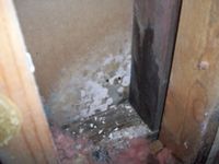 images/gallery/mold-damage/786407.1000651.jpg