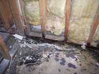 images/gallery/mold-damage/9799.1000722.jpg