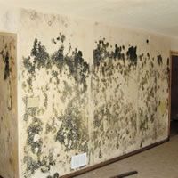 Mold Damage Repair