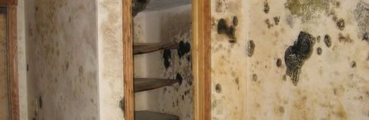 Mold Removal