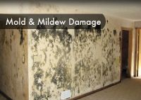 Mold Damage