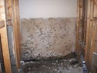 images/gallery/mold-damage/471099.1000718.jpg