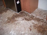 images/gallery/mold-damage/478822.1000699.jpg