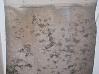 images/gallery/mold-damage/534384.1000713.jpg