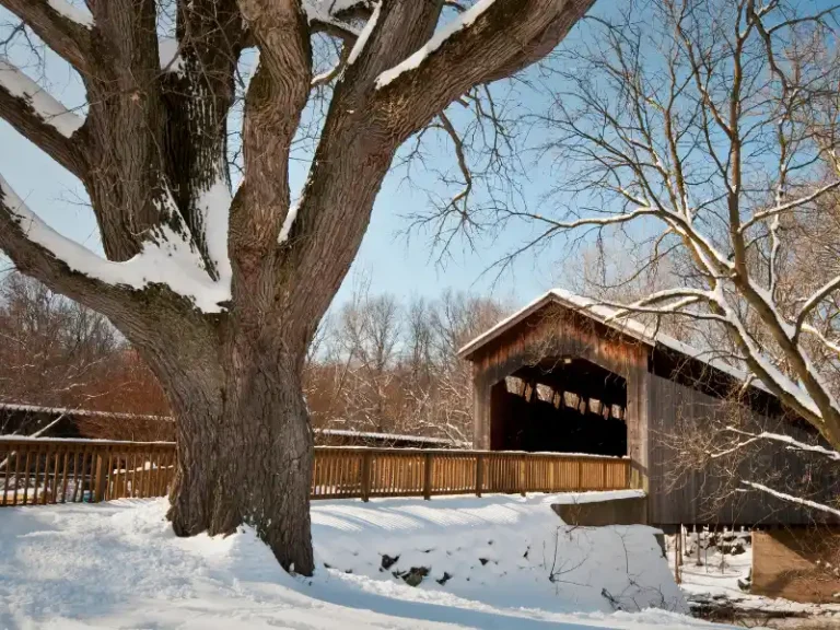 Large tree with snow on branches next to a wooden covered bridge in a snowy landscape.