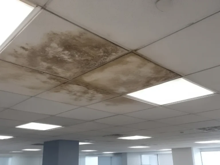 Ceiling tiles with large brown water stains and mold in an office space.