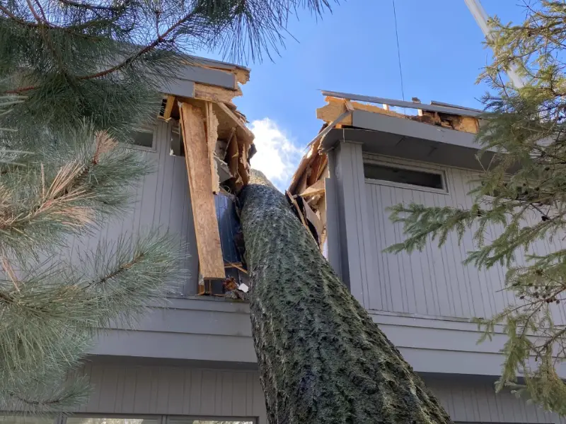 Large tree fallen and lodged between two sections of a damaged gray house roof.